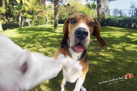 冠军级呵护，源于每一份冠军宠物食品