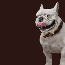 从插画视角解读宠物食品 色彩、故事与健康的美好交汇