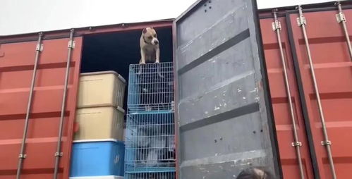 守护契约，爱心送达 多格漫捐赠价值12万元宠物食品援助浦江王阿姨流浪狗基地